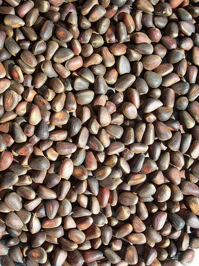 China Buckwheat