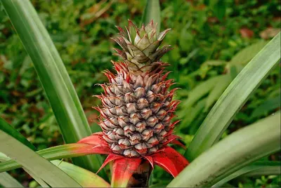 Bromelain