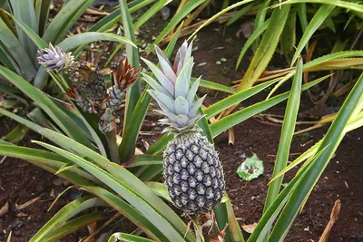 MD2 Pineapple by JDTS Marketing