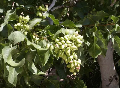 Pistachia Atlantica Gum (organic)