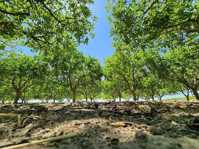 Stick Mangrove / Kachi