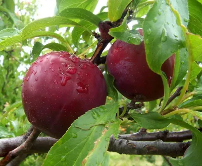 Kashmiri Apples