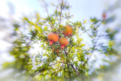 Sea Buckthorn