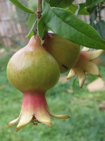 Pomegranate