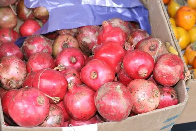 Pomegranate by shiva enterprises