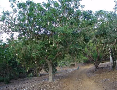 Chinese oak