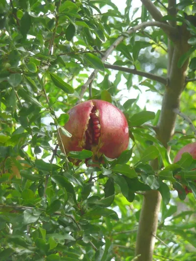 Pomegranate