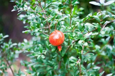Pomegranate Squeezed