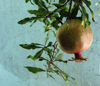 Pomegranate by Vimal Exports