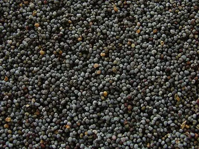 Black Pearl