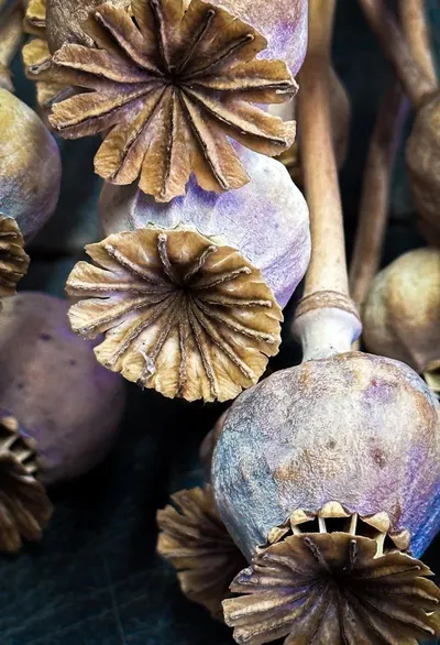 Mushroom