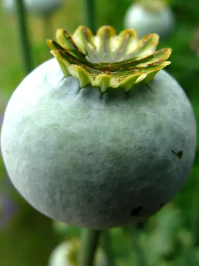 Bitter Gourd-Noorie (Hybrid) by Book My Crop.