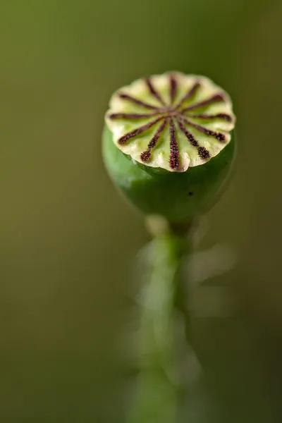 Mustard Seed