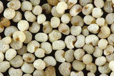 Tiger Nut