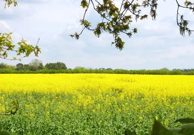 Rapeseed fatty acids by Vinayak Engineering Services