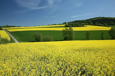 Rapeseed by Augusta Shipping Lines