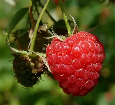 Raspberol - t