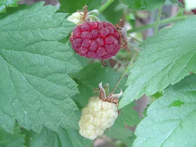 Raspberry (Rubus idaeus) by Pe Fitoagroproduct LLC