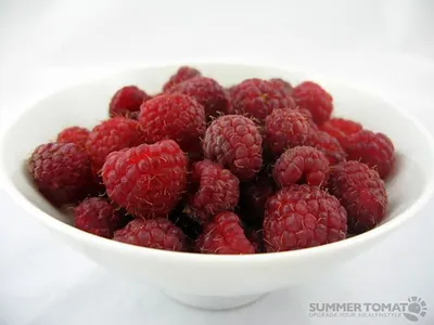 Freeze-Dried Raspberry