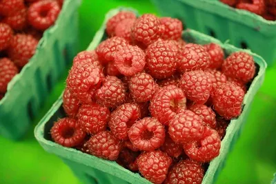 Raspberries by Dreams Design Group, LLC
