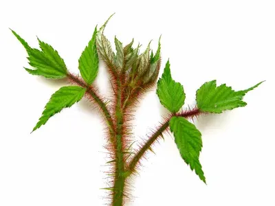 Nettle leaves