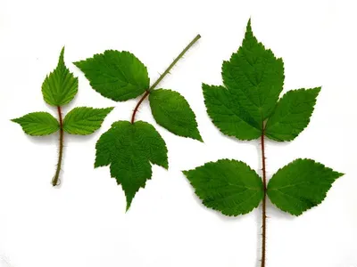 Perilla Leaf Extract by Chemco Technology Limited