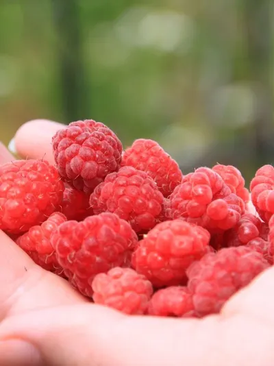 Bio Certified Raspberries