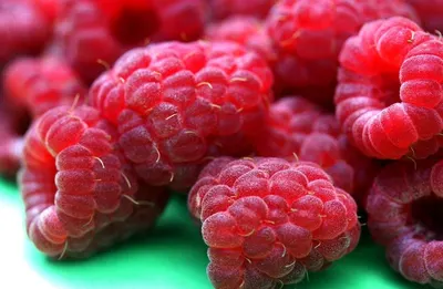 Raspberry Extract by Herblink