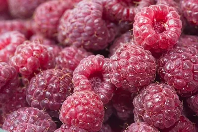 Mulberry Juice 95%