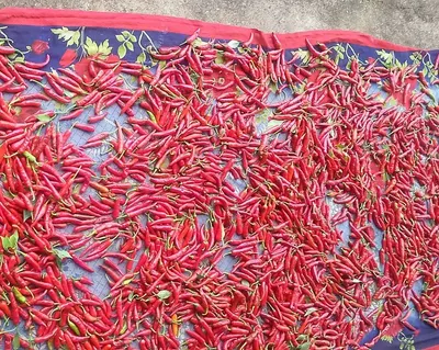 Dry Chillies