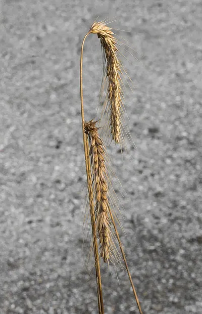 Wheat