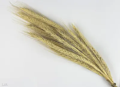 Durum Wheat