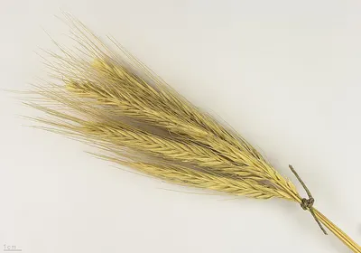 Wheat