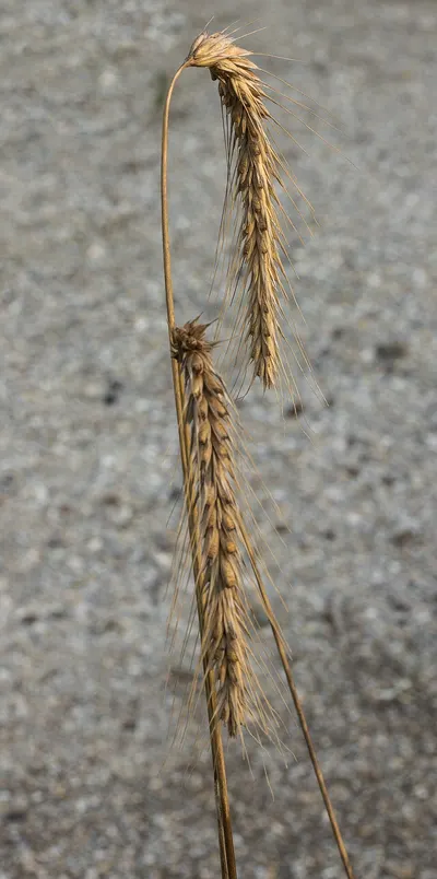 Barley