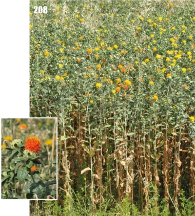 Dried safflower petals (Carthamus Tinctorius Petals) supplier - Image 2