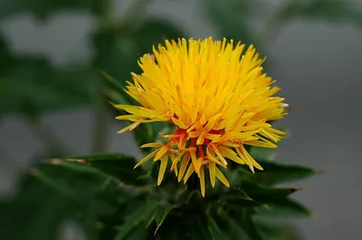 Safflower by Delta Company For Manufactur & Export Herbs And Spices