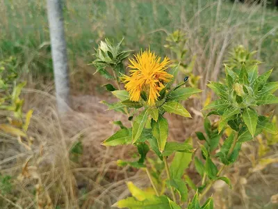 Safflower