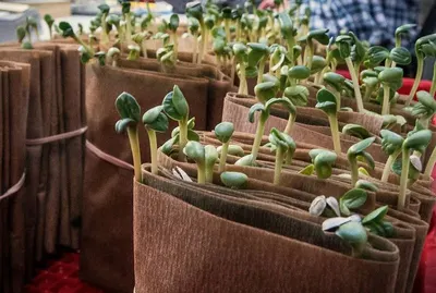 Planters Bag by S. N. Agarwala