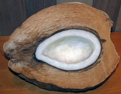 White Gourd Shell
