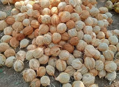 Dried Crushe Teja by Spices Rwanda Ltd