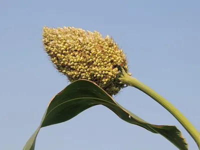 Millet in husk