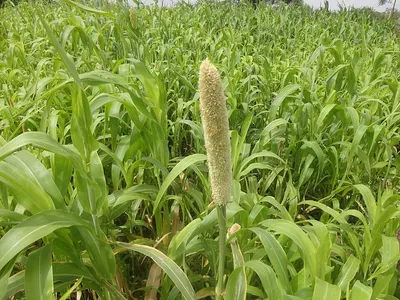 Yellow Millet by PPTE JNL