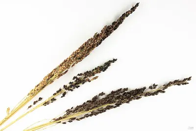 Dried Cottonii Seaweed (RAW)