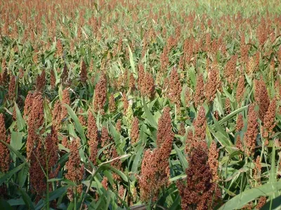 Red Millet