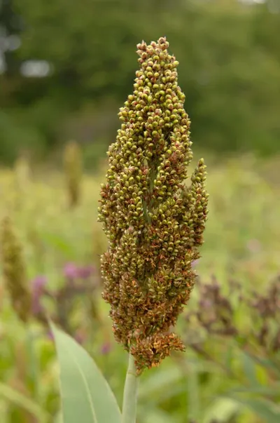 Green millet