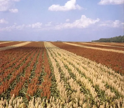 Corn, Soybeans, Barley, Wheat, Sugar
