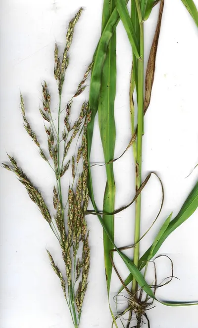Sorghum For Producing Eco Brooms