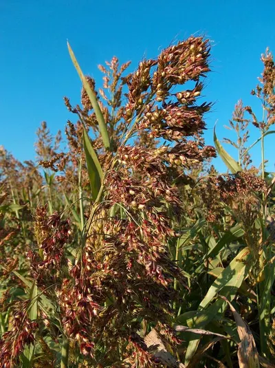 Cordycep sinesis by Hamro Wholesale