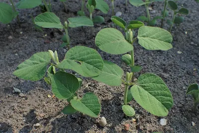 Garden Pea by S.f.m. International Trading Co., Ltd.