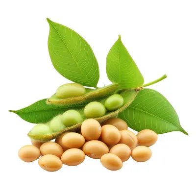 Soybeans Supplier Export Bulk Peeled Shelled Natural Soybeans Beans Price Frozen Raw Edamame Kernels